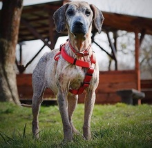 SAKI, Hund, Mischlingshund in Slowakische Republik - Bild 2