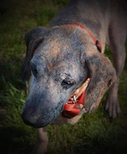 SAKI, Hund, Mischlingshund in Slowakische Republik - Bild 7