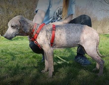 SAKI, Hund, Mischlingshund in Slowakische Republik - Bild 8