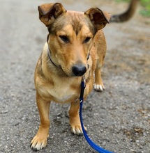 GOFRY, Hund, Mischlingshund in Slowakische Republik - Bild 11