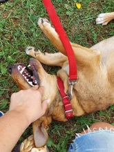 GOFRY, Hund, Mischlingshund in Slowakische Republik - Bild 3