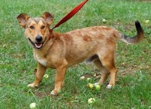 GOFRY, Hund, Mischlingshund in Slowakische Republik - Bild 5