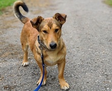 GOFRY, Hund, Mischlingshund in Slowakische Republik - Bild 6