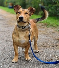 GOFRY, Hund, Mischlingshund in Slowakische Republik - Bild 8