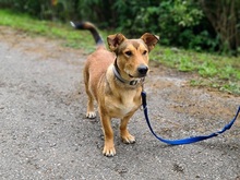 GOFRY, Hund, Mischlingshund in Slowakische Republik - Bild 9