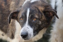 MITO, Hund, Labrador-Mix in Rumänien - Bild 1