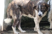 MITO, Hund, Labrador-Mix in Rumänien - Bild 2