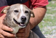 FANTO, Hund, Mischlingshund in Rumänien - Bild 1
