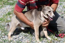 FANTO, Hund, Mischlingshund in Rumänien - Bild 3