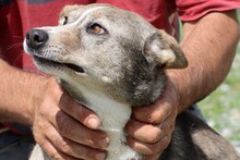 FANTO, Hund, Mischlingshund in Rumänien - Bild 4