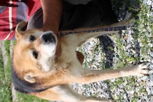NEIK, Hund, Mischlingshund in Rumänien - Bild 2