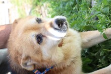 NEIK, Hund, Mischlingshund in Rumänien - Bild 3