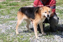 NEIK, Hund, Mischlingshund in Rumänien - Bild 4