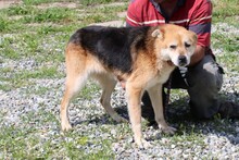 NEIK, Hund, Mischlingshund in Lohra-Reimershausen - Bild 4