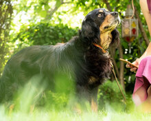 KLARA, Hund, Mischlingshund in Bulgarien - Bild 3