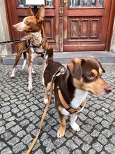 YUMA, Hund, Podenco in Berlin - Bild 5