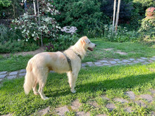 RONNY, Hund, Maremma Abruzzenhund in Beelitz - Bild 3