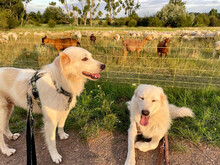 RONNY, Hund, Maremma Abruzzenhund in Beelitz - Bild 6