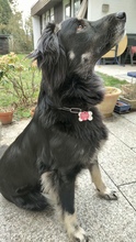 MASSIMO, Hund, Mischlingshund in Aschaffenburg - Bild 1