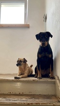 ALANI, Hund, Mischlingshund in Waghäusel - Bild 14