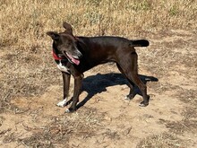ROCKY, Hund, Mischlingshund in Spanien - Bild 1