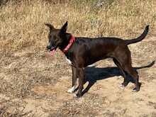 ROCKY, Hund, Mischlingshund in Spanien - Bild 3