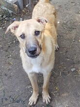 OLLIE, Hund, Mischlingshund in Rumänien - Bild 1