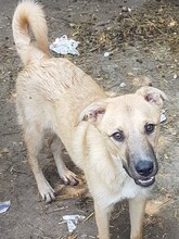 OLLIE, Hund, Mischlingshund in Rumänien - Bild 10
