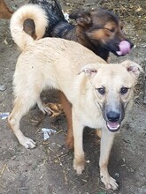 OLLIE, Hund, Mischlingshund in Rumänien - Bild 11