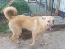 OLLIE, Hund, Mischlingshund in Rumänien - Bild 12