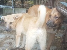 OLLIE, Hund, Mischlingshund in Rumänien - Bild 13
