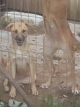 OLLIE, Hund, Mischlingshund in Rumänien - Bild 14