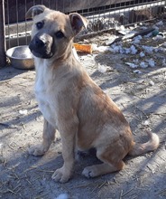 OLLIE, Hund, Mischlingshund in Rumänien - Bild 15