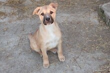OLLIE, Hund, Mischlingshund in Rumänien - Bild 18