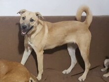 OLLIE, Hund, Mischlingshund in Rumänien - Bild 2