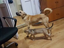 OLLIE, Hund, Mischlingshund in Rumänien - Bild 4
