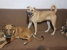 OLLIE, Hund, Mischlingshund in Rumänien - Bild 5
