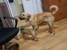 OLLIE, Hund, Mischlingshund in Rumänien - Bild 6