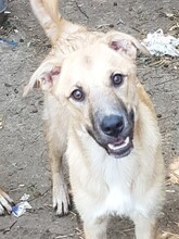 OLLIE, Hund, Mischlingshund in Rumänien - Bild 7