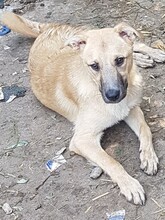 OLLIE, Hund, Mischlingshund in Rumänien - Bild 8