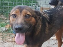 KARL, Hund, Mischlingshund in Rumänien - Bild 1