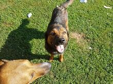 KARL, Hund, Mischlingshund in Rumänien - Bild 3