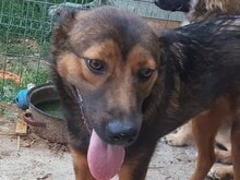 KARL, Hund, Mischlingshund in Rumänien - Bild 4