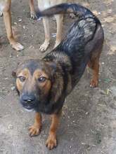 KARL, Hund, Mischlingshund in Rumänien - Bild 6