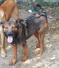 KARL, Hund, Mischlingshund in Rumänien - Bild 7