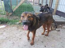 KARL, Hund, Mischlingshund in Rumänien - Bild 8
