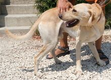 BAILEY3, Hund, Mischlingshund in Zypern - Bild 11