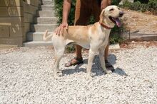 BAILEY3, Hund, Mischlingshund in Zypern - Bild 12