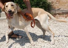 BAILEY3, Hund, Mischlingshund in Zypern - Bild 13
