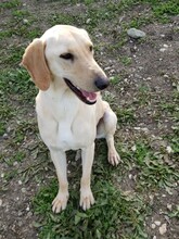 BAILEY3, Hund, Mischlingshund in Zypern - Bild 2